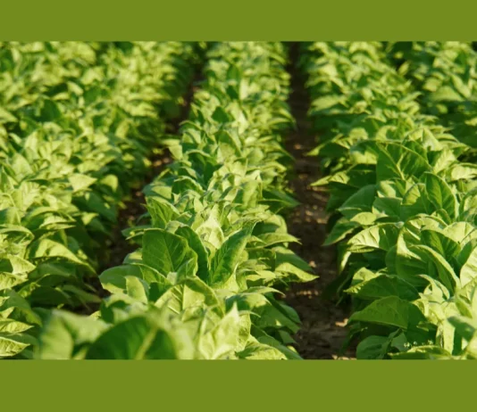 Pakistan: COP 10 – Tobacco Growers’ Share Concerns Over WHO Decisions Tobacco Growers