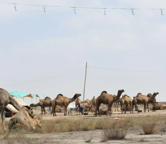 More than 400 Camels Arrive at Northern Bypass Cattle Market Cattle Market