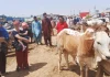 Foreign tourists visited Northern Bypass Cattle Market Northern