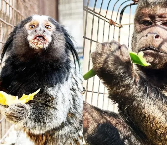 ACF Animal Rescue Provides Safe Haven for Exotic Monkeys Rescued by Pakistan Customs ACF Animal