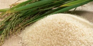 Rice exports to China surge 84% in first half Rice