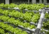 Karachi needs vertical farming for fresh food production, moot told Vertical Farming