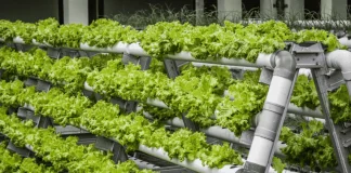Karachi needs vertical farming for fresh food production, moot told Vertical Farming