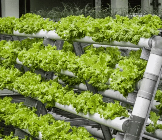 Karachi needs vertical farming for fresh food production, moot told Vertical Farming